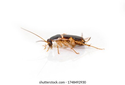 ๋Juvenile Brown Banded Cockroach Isolated On White Floor.