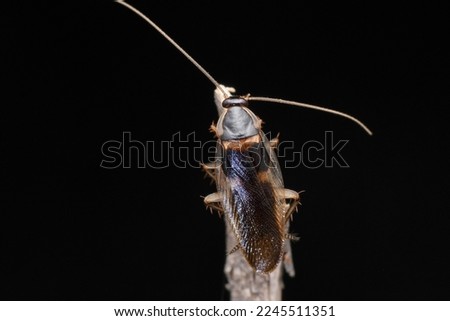 Brown banded cockroach,  Supella longipalpa, Satara,Maharashtra, India