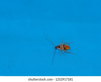 Brown Banded Small Cockroach Stay On The Blue Wall Of Refrigerator