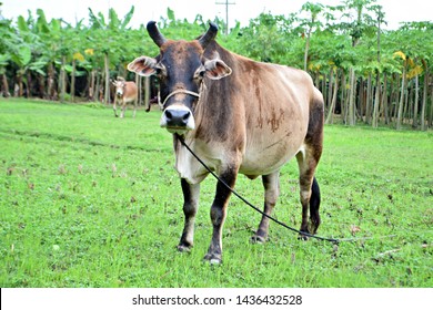 14 Brown Bangladeshi Cow Images, Stock Photos & Vectors | Shutterstock