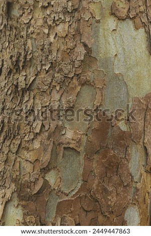 Brown bark showing and then some is peeled off showing a greenish colour.