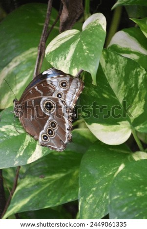 Brown barn owl butterfly on a pothos plant in a garden.