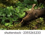 Brown Basilisk - Basiliscus vittatus, beautiful large brown lizard from Central America forests and wetlands, Gamboa, Panama.