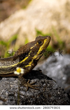 Brown basilisk lizard sunning itself on a grey rock