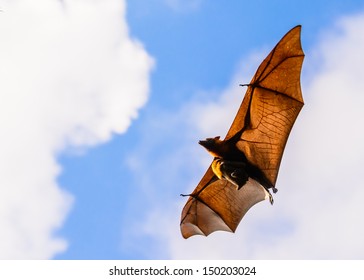 Brown Bat Flying With Baby