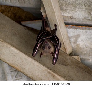 A Brown Bat Is Hanging On The Ceiling 