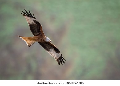 A Brown Bat Hawk Flying In The Air On A Blurred Background