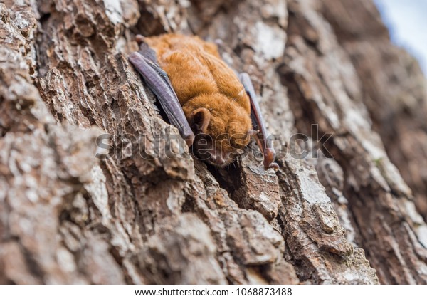 brown bat sleeps\
on the bark of a tree\
trunk