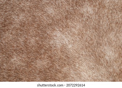 Brown bay horse fur texture closeup. Close up beige equine hair pattern. Natural animal soft orange skin macro backdrop. Furry abstract background, selective focus
