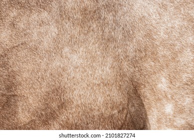 Brown Bay Horse Fur Texture Closeup. Close Up Gold Equine Hair Pattern. Natural Animal Soft Orange Skin Macro Backdrop. Furry Abstract Light Background, Selective Focus