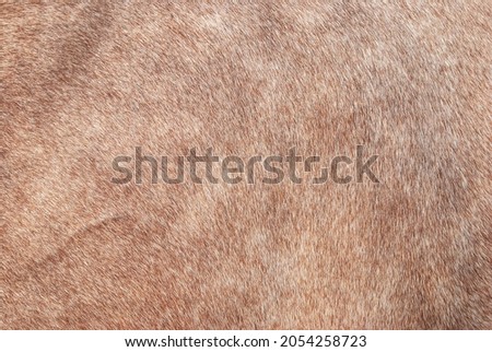 Brown bay horse fur texture closeup. Close up beige equine short hair pattern. Natural animal soft orange skin macro backdrop. Furry abstract background, selective focus