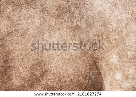 Brown bay horse fur texture closeup. Close up gold equine hair pattern. Natural animal soft orange skin macro backdrop. Furry abstract light background, selective focus