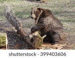 brown bear