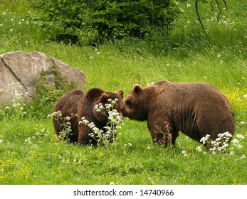 Brown bear