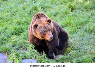 brown bear