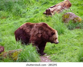 Brown bear