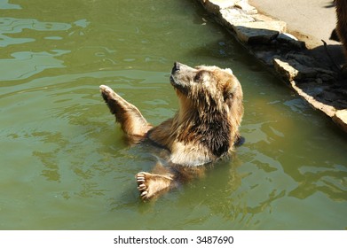 Brown bear