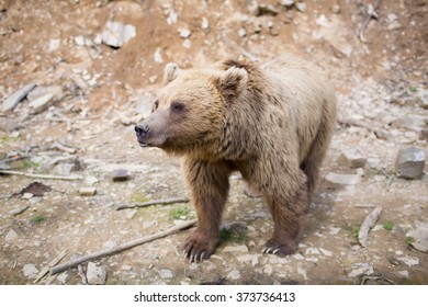 brown bear