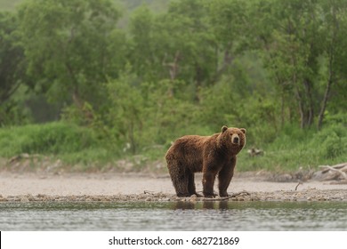 brown bear