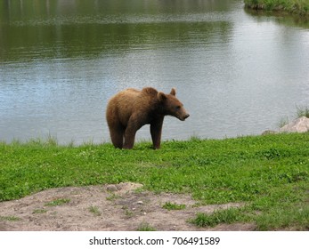 Brown bear