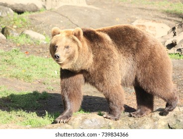Brown bear