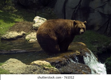 Brown Bear