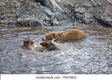 Brown bear