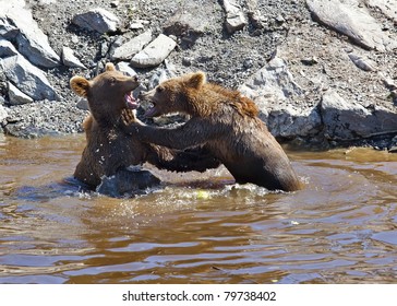 Brown bear