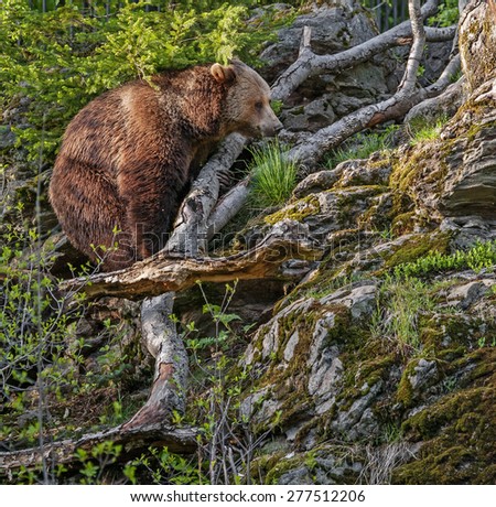 Similar – Brown Bear