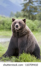 Brown Bear 9