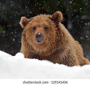 Brown Bear After Hibernation In The Wild