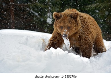 Brown Bear After Hibernation In The Wild