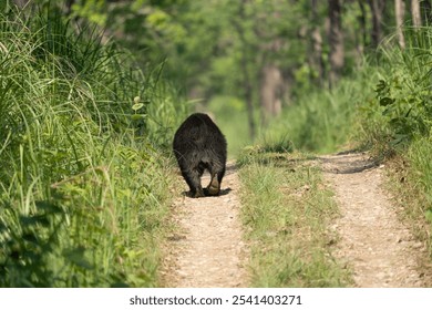 A brown bear ambling along a rural dirt path through a meadow of lush, green grass - Powered by Shutterstock