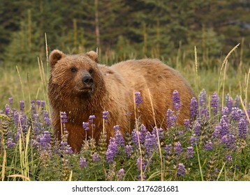 Brown bear in arctic lupine, Alaska - Shutterstock ID 2176281681