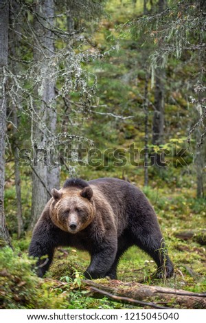 Similar – Brown Bear on forest