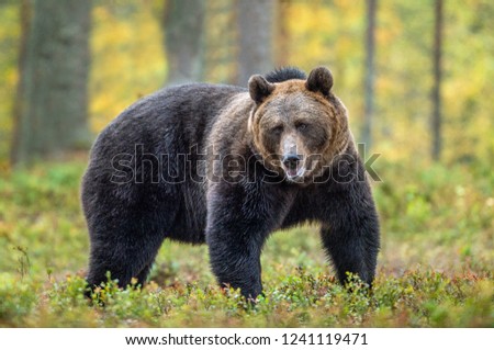 Similar – Image, Stock Photo Brown Bear Adventure