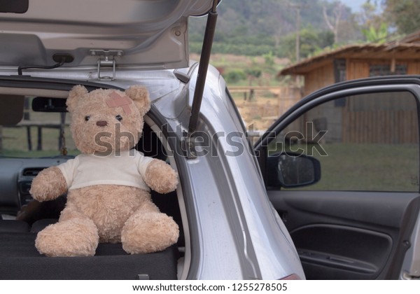 Brown bear in the back of the\
car