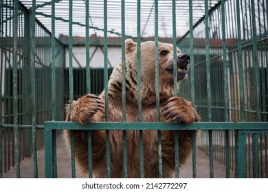 Brown Bear Behind Bars In Zoo Cage. 