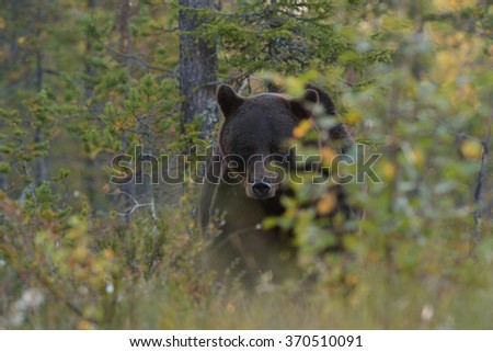 Similar – Brown Bear