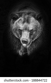 Brown Bear In Black And White