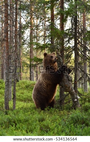 Similar – Brown Bear on forest