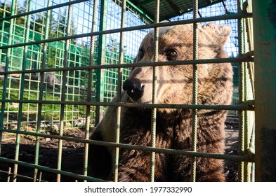 Brown Bear In Captivity. Poor Brown Bear Living In Steel Cage And Behind The Bars At The Zoo. Sad Bear Behind Fence In Prison. Wild Animal Locked Behind Iron Bars.