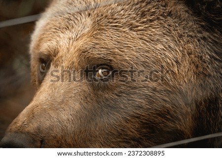Brown bear in captivity in sanctuary in a cage in Kutarevo Croatia a close up with a look in his eye