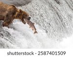 Brown Bear Catches Salmon at Brooks Falls