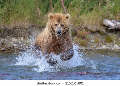 2,746 Bear catching fish Images, Stock Photos & Vectors | Shutterstock