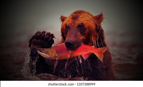 Brown Bear Caught A Salmon Fish For Eat