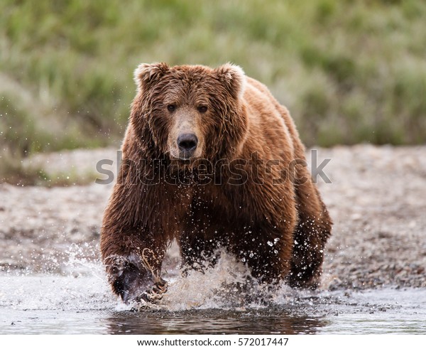 brown-bear-charging-across-river-600w-572017447.jpg