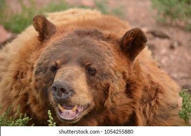 Brown bear close up