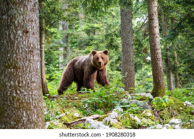 Brown bear - close encounter with a  wild brown bear eating in the forest and mountains of the Notranjska region in Slovenia - Shutterstock ID 1908280318