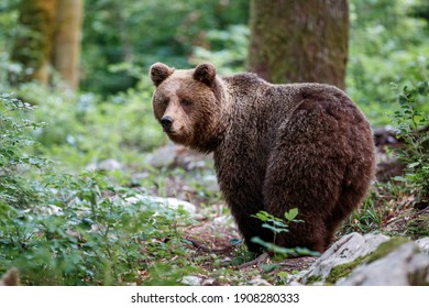 Ours Brun Hd Stock Images Shutterstock